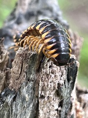 Arthrophaga myriapodina