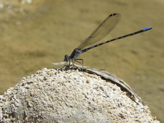 Argia immunda