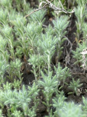 Grubovia sedoides