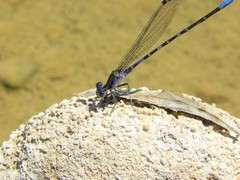 Argia immunda