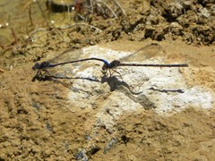 Argia immunda