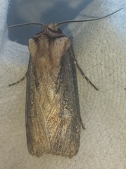 Agrotis volubilis
