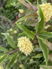 Sambucus racemosa