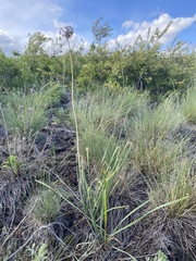 Allium