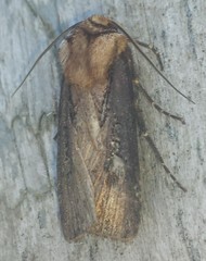 Agrotis volubilis