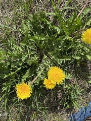 Taraxacum officinale