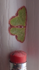 Synchlora cupedinaria