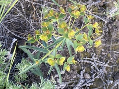 Euphorbia virgata