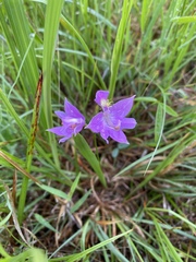 Calopogon oklahomensis