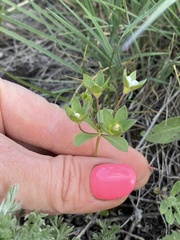 Androsace maxima