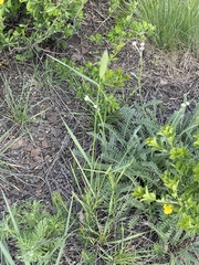 Agropyron cristatum