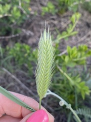 Agropyron cristatum