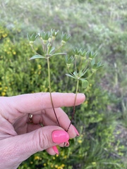 Androsace maxima