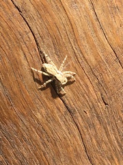 Menemerus bivittatus