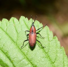 Rhodobaenus sanguineus