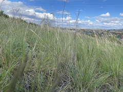Stipa capillata