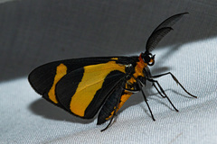 Pitthea neavei