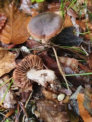 Cortinarius rubrocinctus