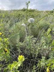 Allium tulipifolium