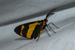 Pitthea neavei