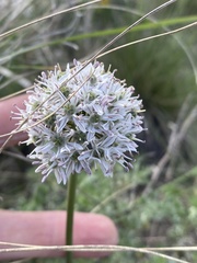 Allium tulipifolium