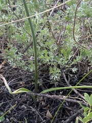 Allium tulipifolium