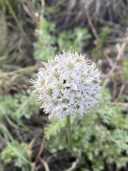 Allium tulipifolium