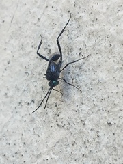 Evania appendigaster