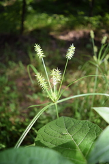 Cyperus hermaphroditus