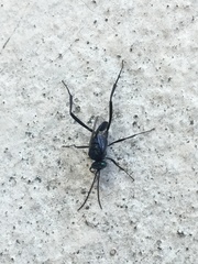 Evania appendigaster