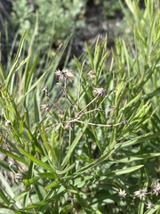 Asteraceae