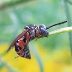 Triepeolus pectoralis