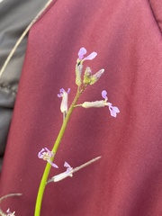 Chorispora tenella