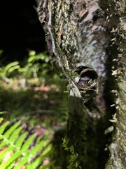 Plethodon jordani