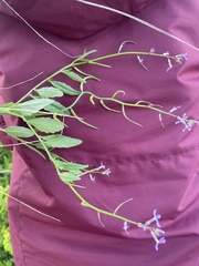 Chorispora tenella