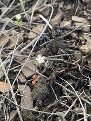 Androsace maxima