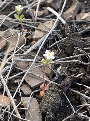 Androsace maxima
