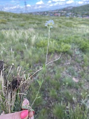 Berteroa incana