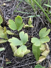 Ranunculaceae