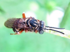 Triepeolus pectoralis