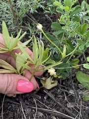 Ranunculaceae