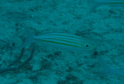 Banana grunt (Haemulon striatum) — Haemulidae