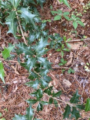 Osmanthus heterophyllus