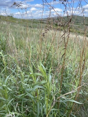 Artemisia dracunculus glauca