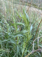 Artemisia dracunculus glauca