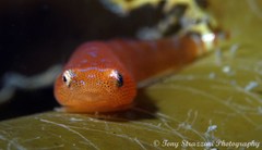 Cochleoceps orientalis