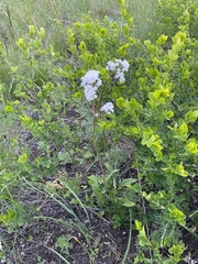 Valeriana tuberosa