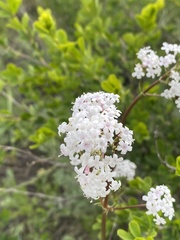Valeriana tuberosa