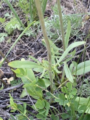 Valeriana tuberosa