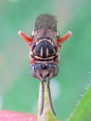 Triepeolus pectoralis